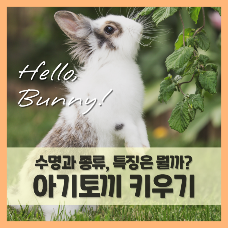  토끼 키우기 전 궁금증 풀어보자! (수명)