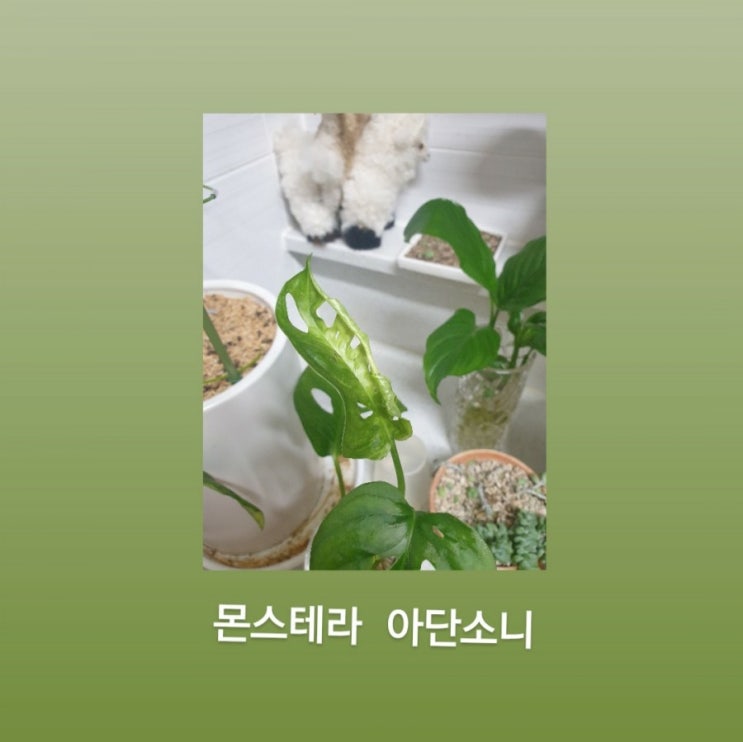  몬스테라 아단소니 - 무늬가 되는 건가?
