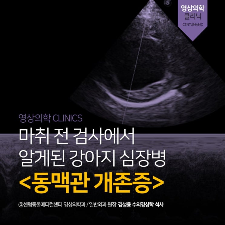  [부산 심장전문 동물병원] 강아지 동맥관 개존증, PDA, L-to-R type, 선천 심장병, 기형 (센텀동물메디컬센터)