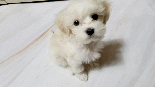 강아지 슬개골탈구 예방 펫노우 관절영양제 아스로펫 후기
