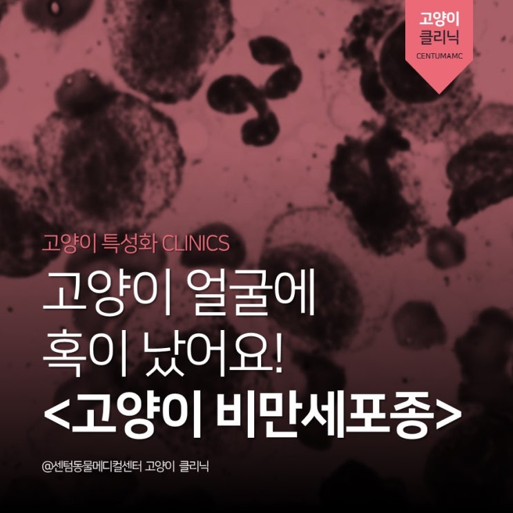  [고양이 내과 전문] 얼굴에 혹이 난 고양이 <고양이 비만세포종> (부산동물병원, 센텀동물메디컬센터, 피부 종양, Mast cell tumor)