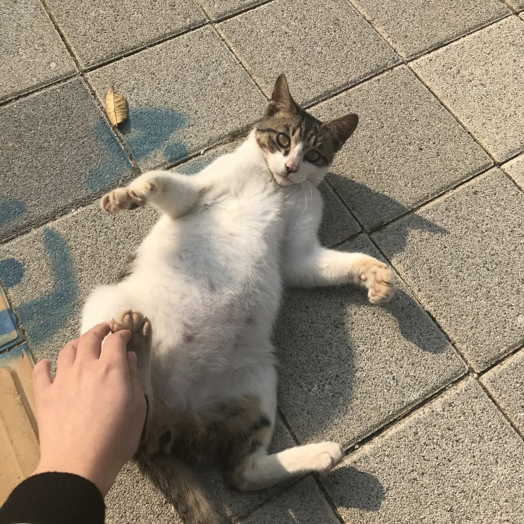 210120 | 길에서 만난 고양이들