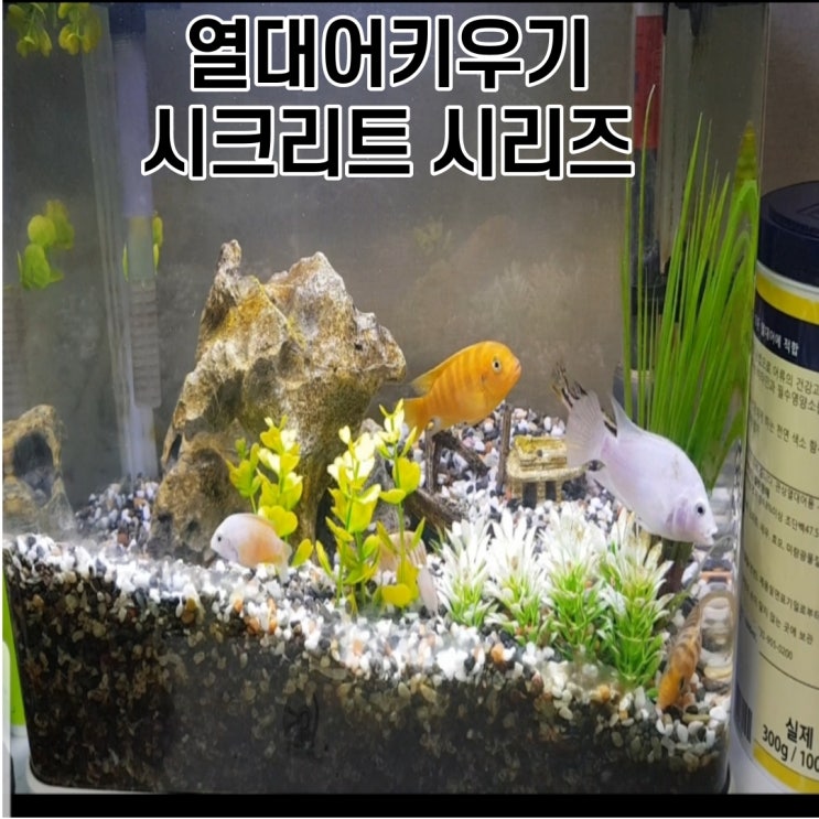  열대어키우기, 씨크리트 시리즈 ,백설공주,바나나,지브라,다람쥐& 니그로~~~