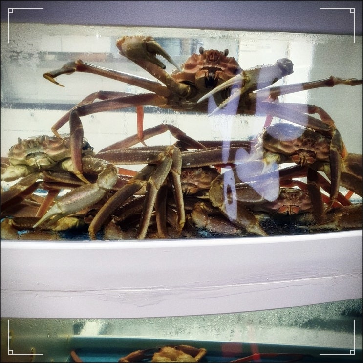  영덕강구항맛집 대왕대게 방문하다