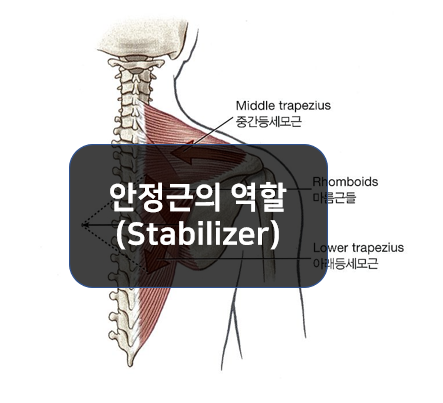 안정근(Stabilizer)의 역할에 대해 알아보자!!