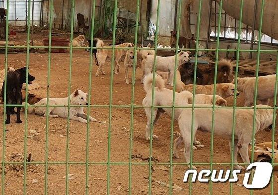 정부 가입의무화 요구에… 삼성화재 등 '맹견보험' 내놓는다 정부 가입의무화 요구에… 삼성화재 등 '맹견보험' 내놓는다