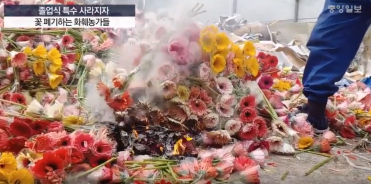  코로나19로 인해 졸업식과 가족행사를 할 수 없게 되면서 꽃들도 폐기처분 되고 있다고 합니다. 저는 유칼립투스를 주문했습니다.