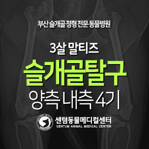  [슬개골 탈구 수술 증례] 3살 / 말티즈 / 양측 내측 4기 (부산 강아지 외과박사 수술 동물병원, 센텀동물메디컬센터)
