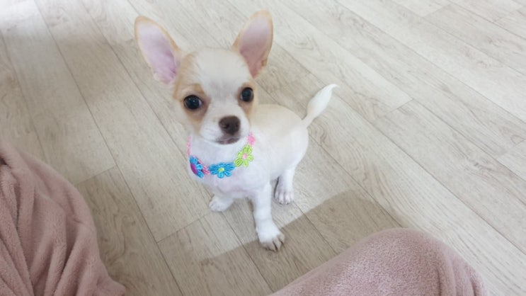  강아지 배냇미용 후기 - 김해 메리몰펫샵