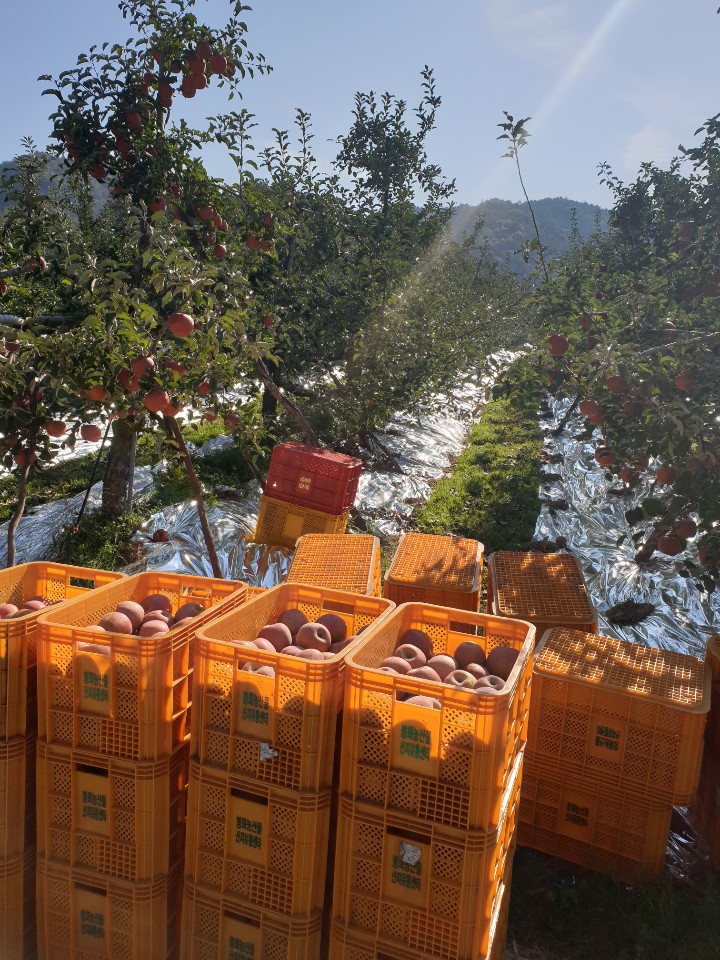  사과 농사를 시작하다.