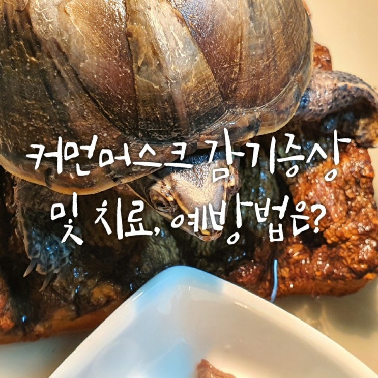 커먼머스크 거북이 감기 증상 및 치료와 예방은 어떻게 할까요? (feat.거북이 조명)