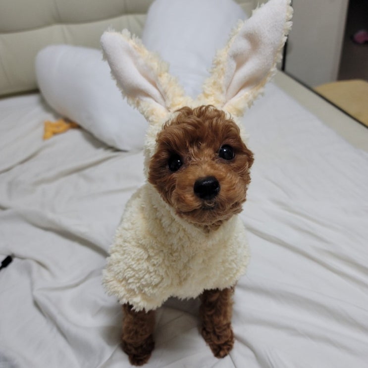  토이푸들_송보리 여러분께 소개해드릴께요