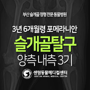 [슬개골 탈구 수술 증례] 3살 6개월령 / 포메라니안 / 양측 내측 3기 (부산 강아지 안짱다리 수술 전문 동물병원, 센텀동물메디컬센터)