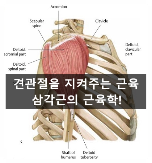  내 어깨는 내가지켜줄게! 삼각근 Deltoid 의 근육학!
