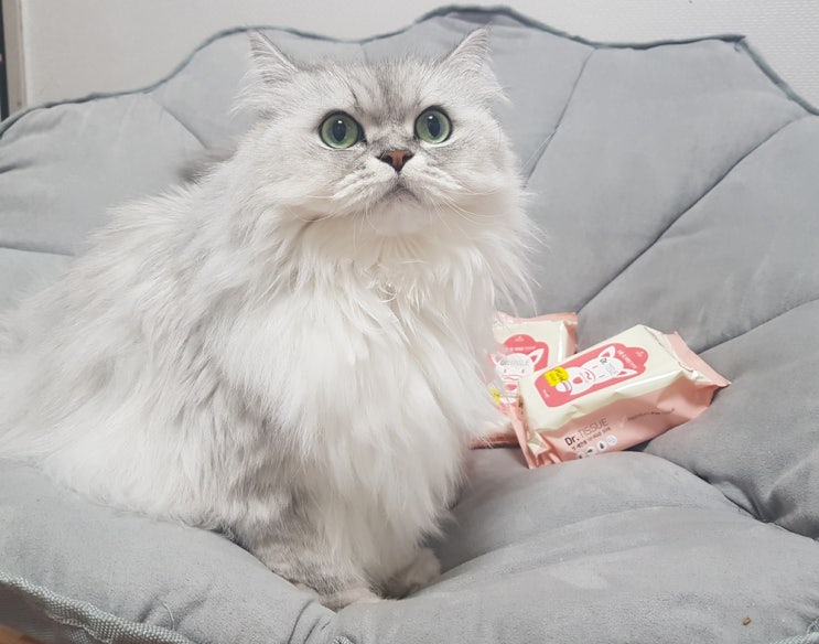  고양이 물티슈 닥터 티슈로 눈꼽 제거