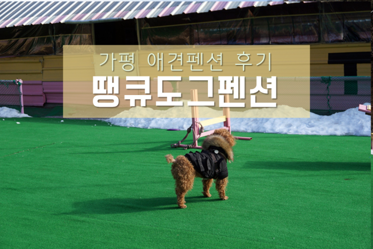 가평대형애견펜션 땡큐도그펜션 후기 ; 넓은 애견운동장에서 맘껏 놀고 왔어요