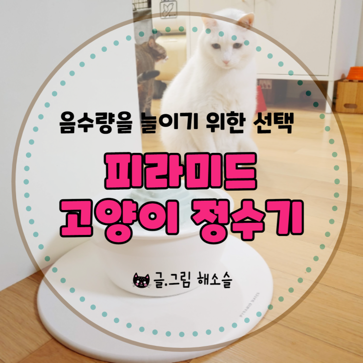  음수량 늘리기 위해 선택한 피라미드 고양이 정수기/고양이 음수대