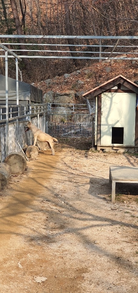눈맞춤동물교감상담소