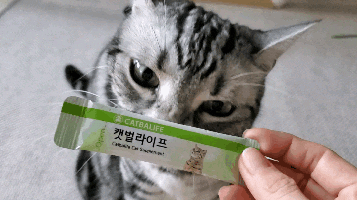 고양이다이어트는 고양이다이어트간식 캣벌라이프와 함께해요 고양이다이어트는 고양이다이어트간식 캣벌라이프와 함께해요