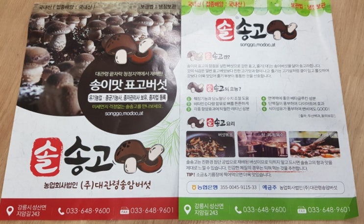  아이들과 송고버섯 집에서 키우기