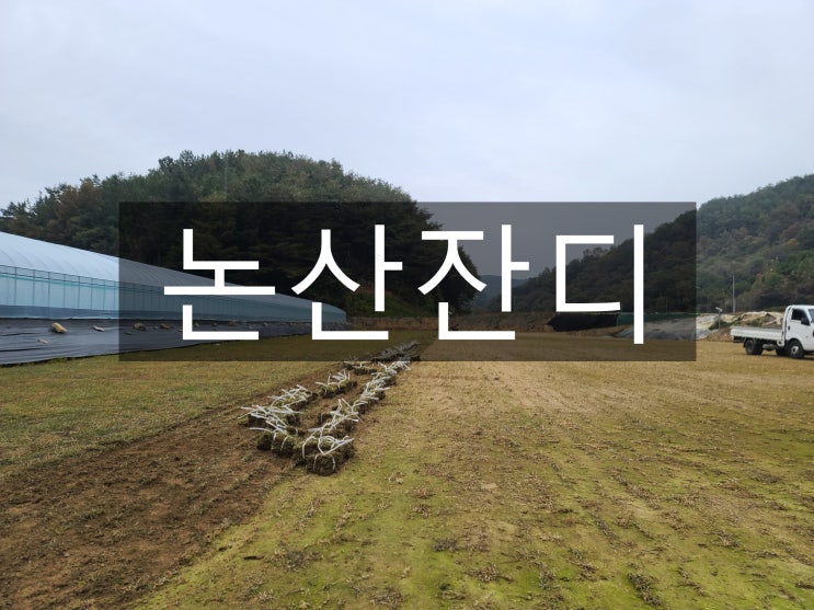  역사의 도시 논산 잔디 배송