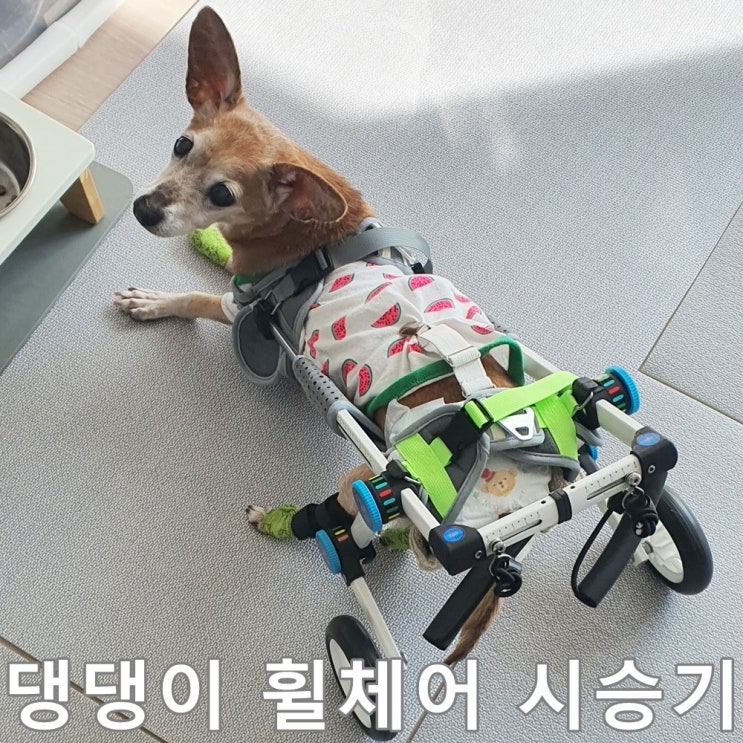  댕댕이 휠체어 시승기