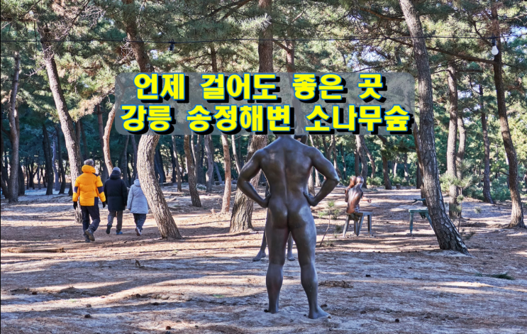 언제 걸어도 좋은 곳, 강릉 송정해변 소나무숲 언제 걸어도 좋은 곳, 강릉 송정해변 소나무숲