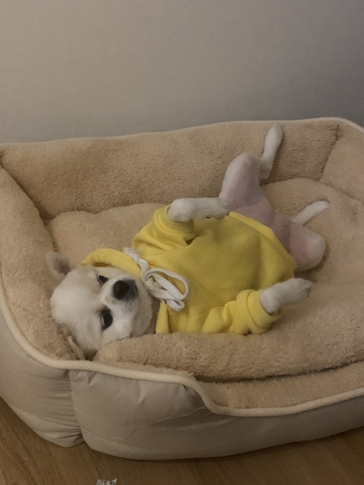  울리 강아지쿠션 , 애견방석, 베이지 L사이즈. 강아지 침대 너낌이에여ㅎㅎ
