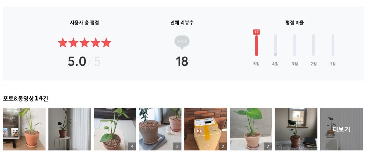  몬스테라 델리치오사 뜻밖의행복