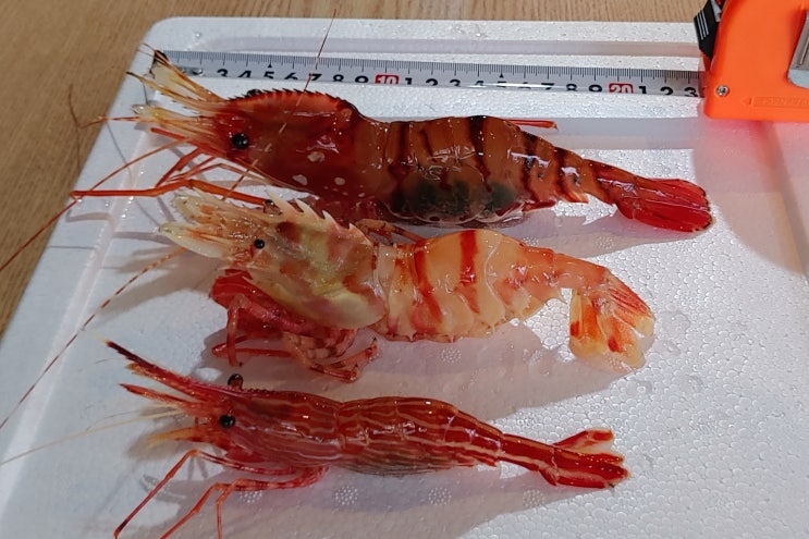  전국 홍게 도매 및 납품 수산명가 (백고동,독도새우)