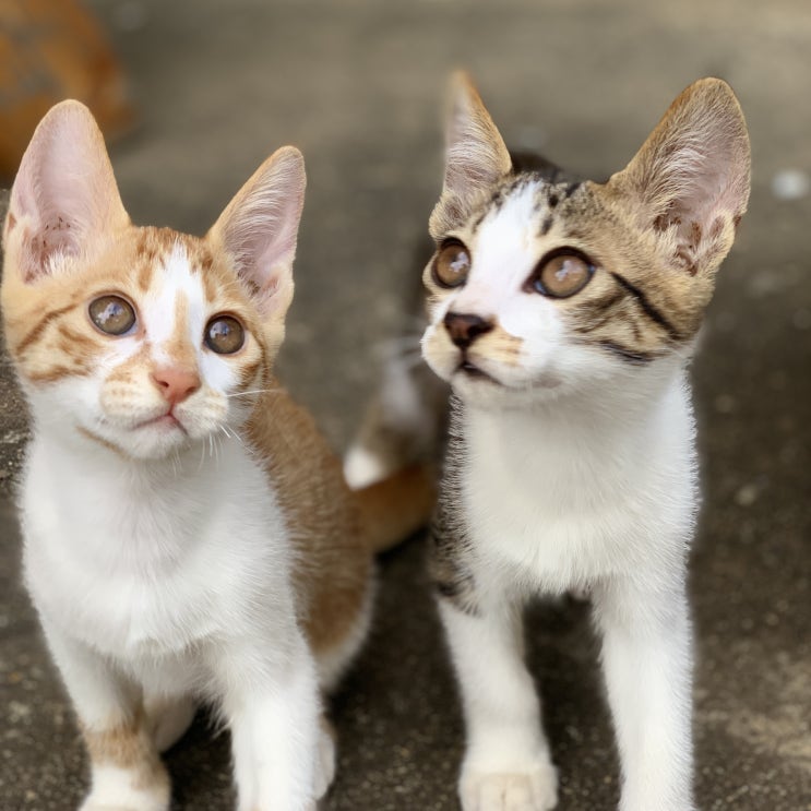  길고양이 브니엘 4, 새로운 만남과 이별