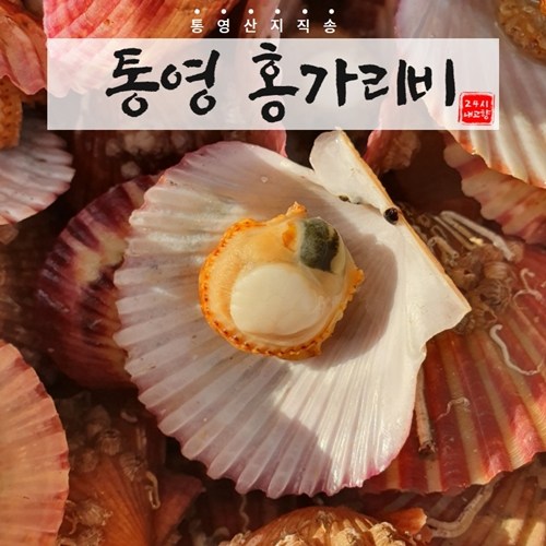 구매평 좋은 24시내고향 깨끗한 통영 홍가리비 석화 굴 뿔소라 찜용 1kg 3kg 5kg 가리비, 1개, 홍가리비 1kg 추천해요 구매평 좋은 24시내고향 깨끗한 통영 홍가리비 석화 굴 뿔소라 찜용 1kg 3kg 5kg 가리비, 1개, 홍가리비 1kg 추천해요