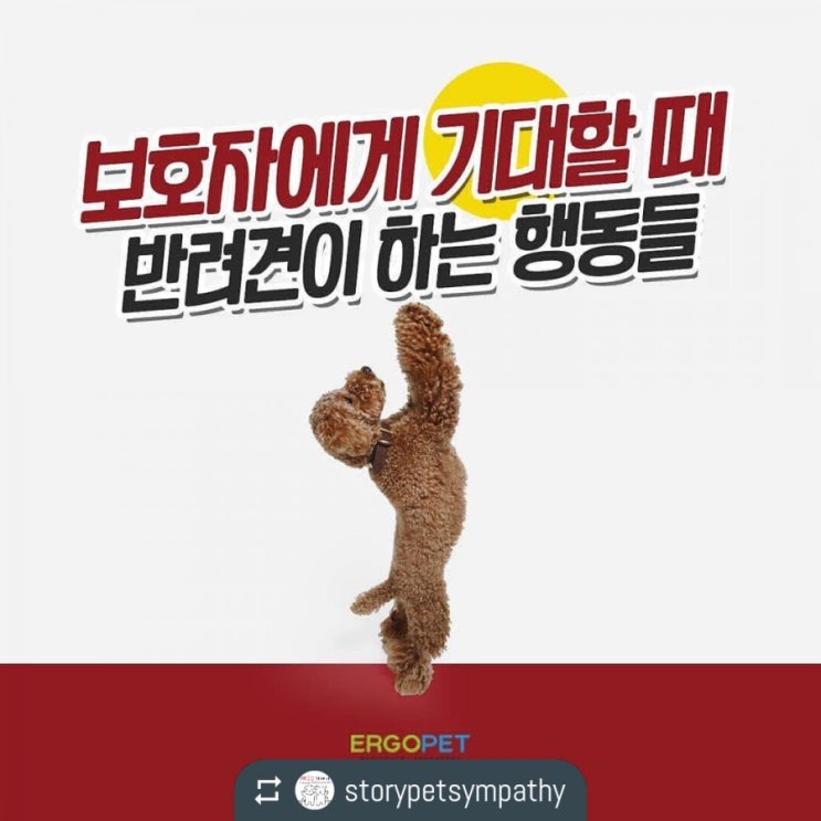  보호자에게 기대할 때 반려견이 하는 행동들
