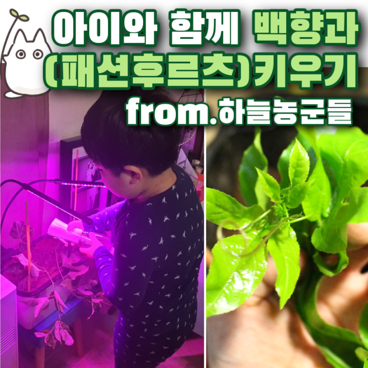  아이와 함께 백향과(패션후르츠) 묘목 키우기 시작했어요(from.하늘농군들)