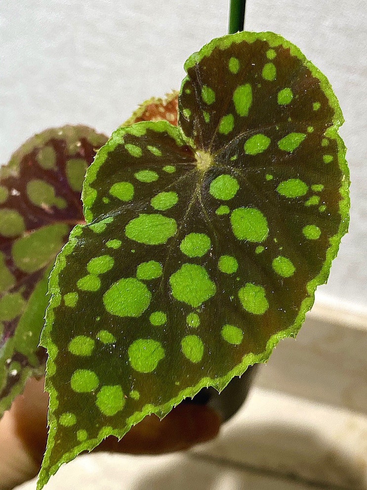  글로로스틱타 레드 or 블랙??