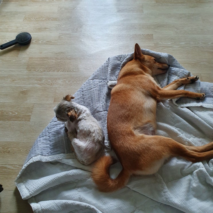  반려동물 코로나/반려동물첫감염/관리지침은?