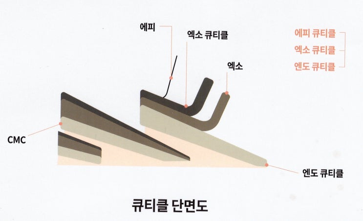  에피, 엑소, 엔도 큐티클의 3층구조