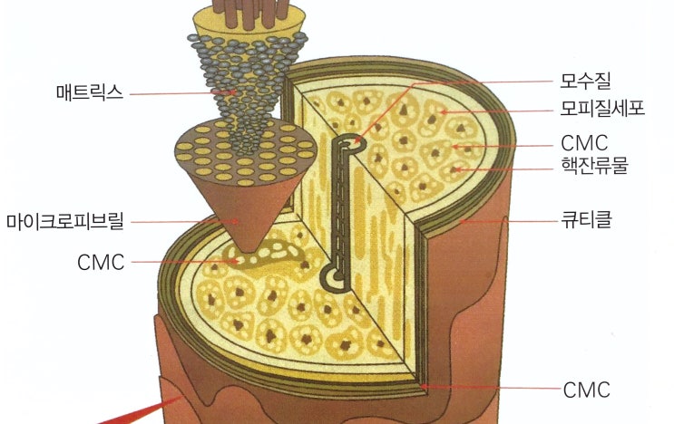  모발의 구조, 모수질 기능