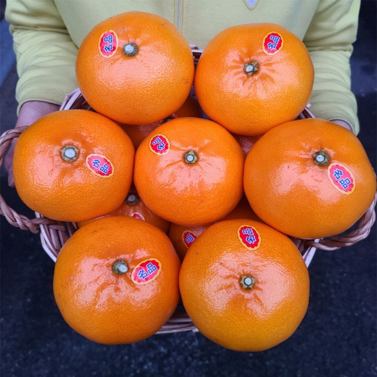  제주도 천혜향 제철 10kg 5kg 선물세트 차이점