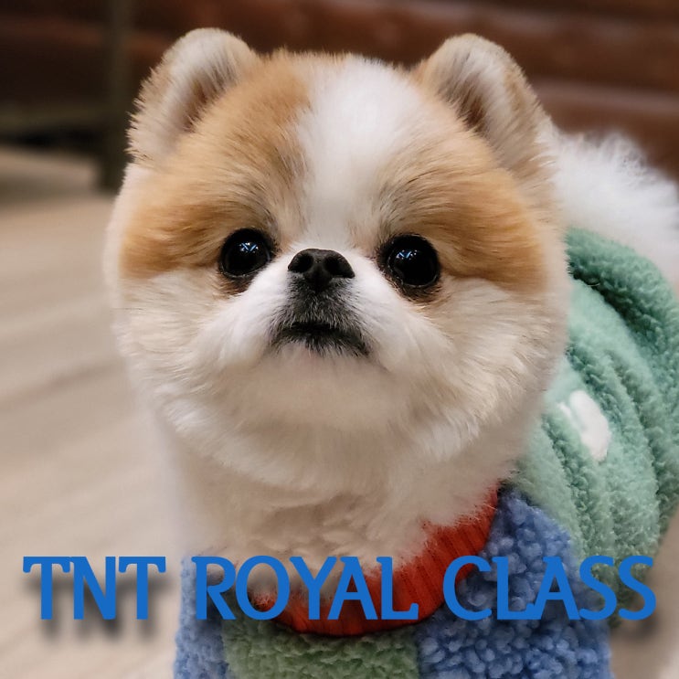  [ TNT ROYAL CLASS '힐링가이' 다롱이!~] 2021 정시모집 전원합격을 기원합니다!! 부산대표미술학원 해운대남천동미술학원 TNT 제11기생 정시'전원합격' 약속!!