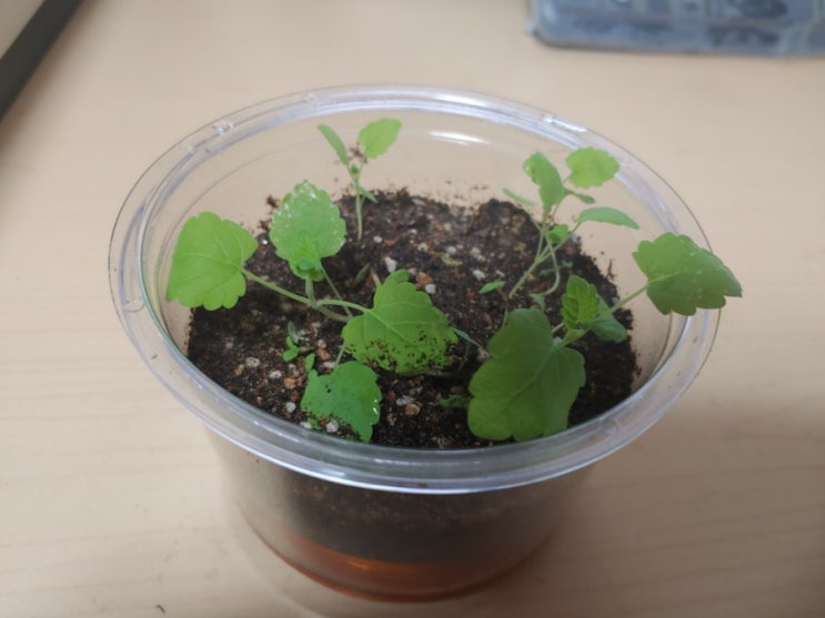  고양이가 좋아하는 다이소캣닢화분 키우기 덤으로 귀리화분도 키우고 있습니다.