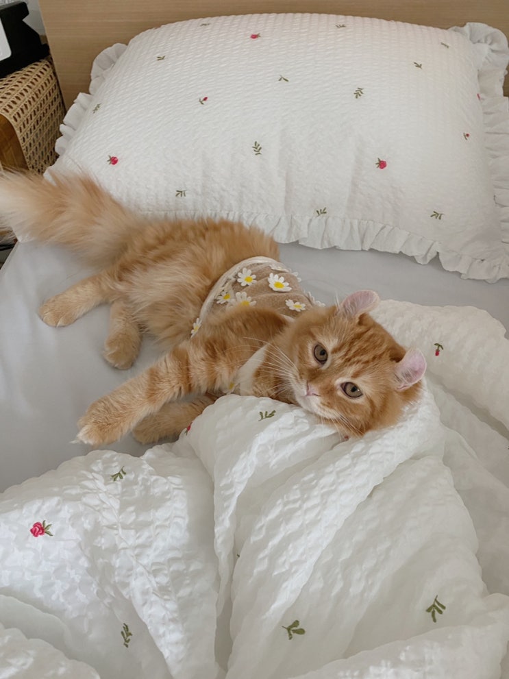  사랑둥이 아메리칸컬 이생강