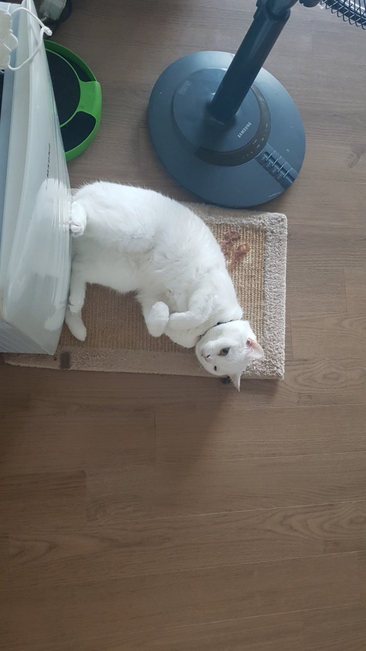 국내 (*고양이만)?(*강아지)도 코로나 걸렸다ᆢ사람에게는 어떤영향 미치나 국내 (*고양이만)?(*강아지)도 코로나 걸렸다ᆢ사람에게는 어떤영향 미치나