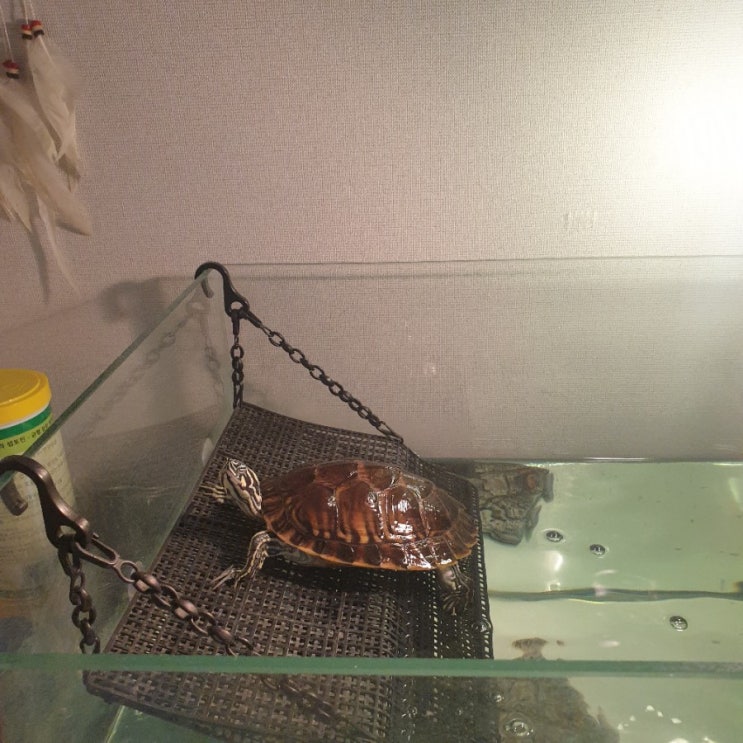 [정보] 반수생 거북이 필수 용품 체크: 중복 투자를 막자!