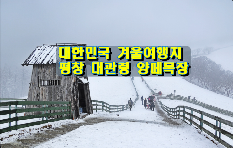 대한민국 겨울여행지 평창, 대관령 양떼목장 설경