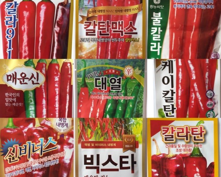  고추 씨앗, 품종, 종류, 새로운(신) 종자 청양고추 추천, 발아 방법 농사