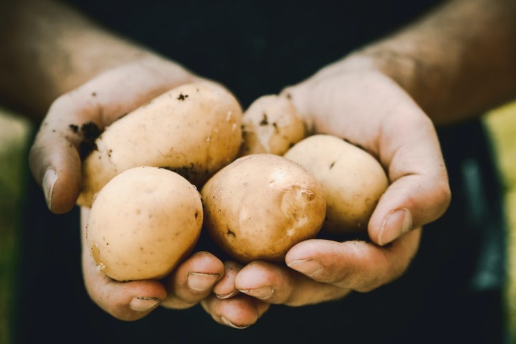 우리가 몰랐던 '감자'의 놀라운 효능 8가지