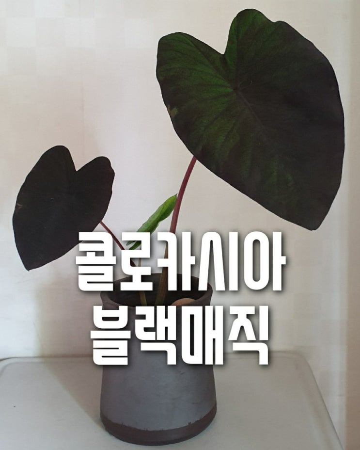  콜로카시아 분갈이 및 번식