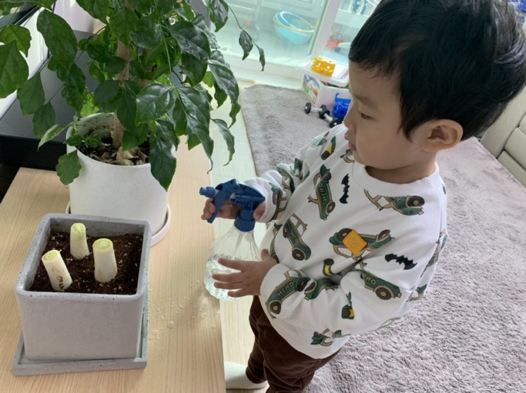  1253)집에서 대파 심기, 쉽고 재밌네