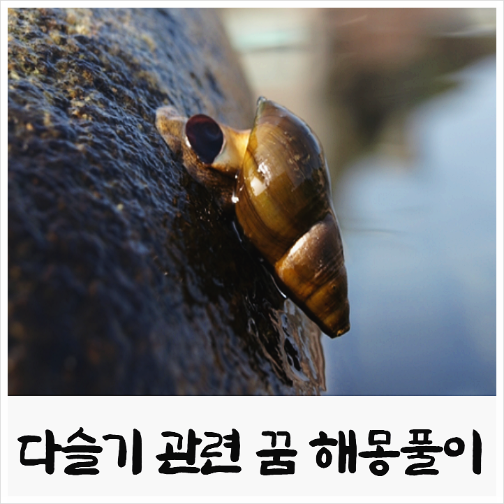 다슬기 잡는 꿈 관련 해몽 풀이